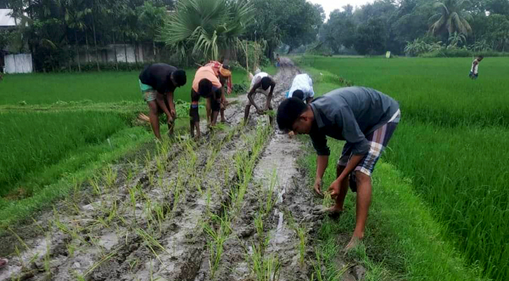 কিশোরগঞ্জে কাঁচা রাস্তায় ধানের চারা লাগিয়ে প্রতিবাদ!